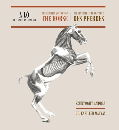 A ló művészeti anatómiája