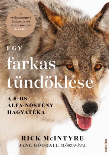 Egy farkas tündöklése - A 6-os alfa-nőstény hagyatéka